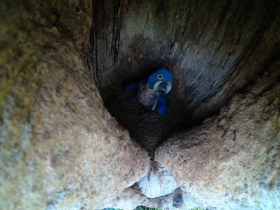 4 new blue macaws are born in the area of ​​Bolivia affected by the fires. Only 300 pairs remain
