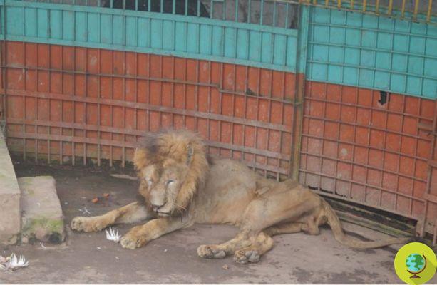 Le lion squelettique du zoo de Cominlla (PÉTITION)