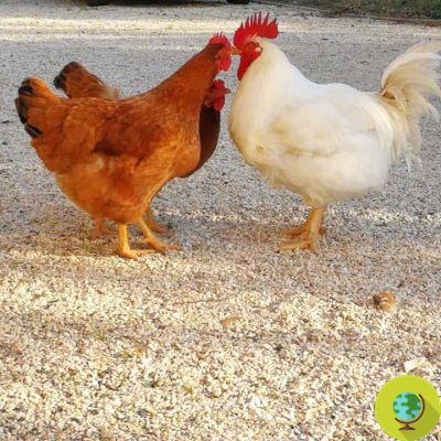 Rosa and Matilda: the book that teaches children to respect and love animals, starting with… a chicken