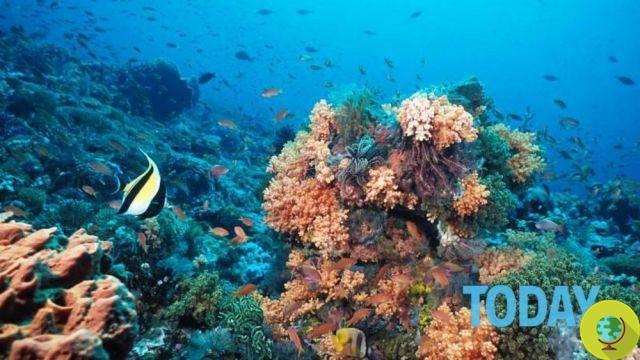 Austrália: a maior reserva marinha para proteger o recife de coral