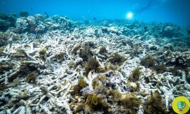 Grande Barreira de Corais em perigo: Austrália esconde dados sobre declínio