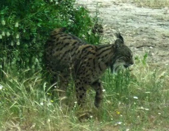 Ecce le lynx ! Le lynx éteint a été photographié pour la première fois sur les Apennins