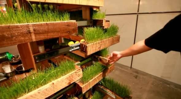 Transform bar: em Nova York o suco de grama de trigo cultivado no quiosque