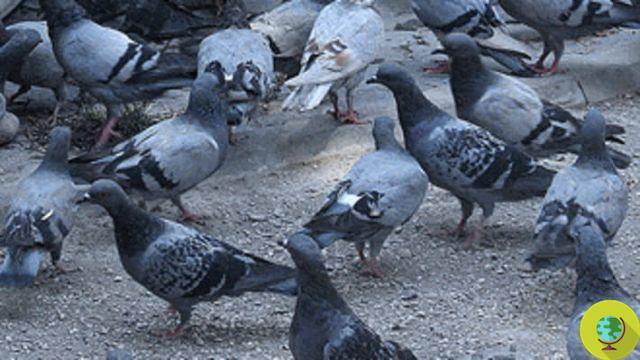 Pigeons: open Comocaccia! Enlist 80 snipers