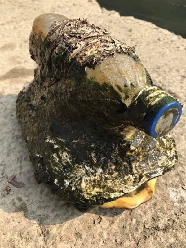 Turtle freed from a plastic bottle attached to its back for years (VIDEO)