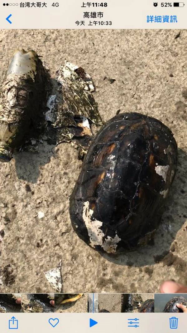 Turtle freed from a plastic bottle attached to its back for years (VIDEO)
