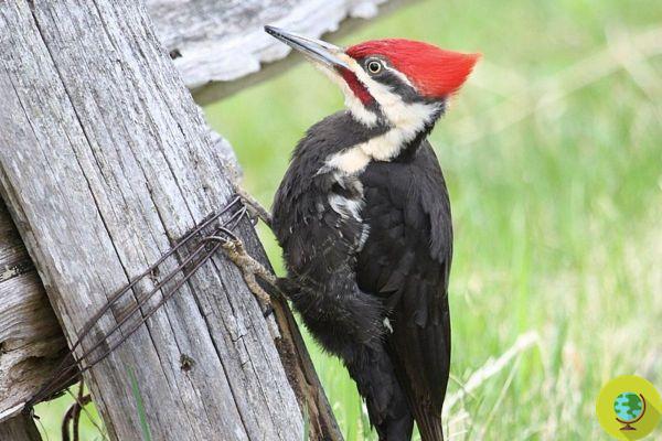 The ivory-billed woodpecker and 21 other animals officially declared extinct in the United States