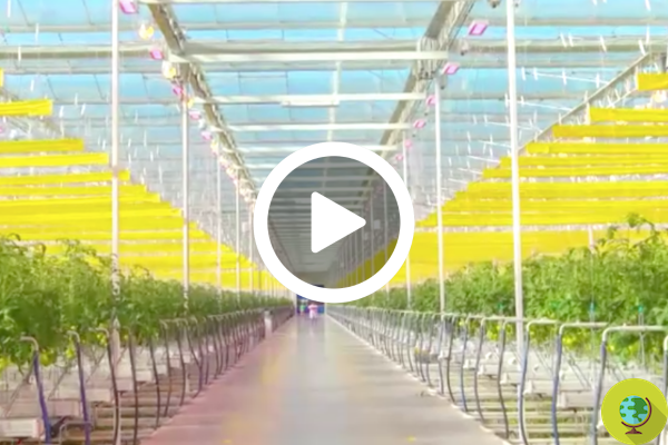 AppHarvest, the super technological indoor eco-farms that grow without pesticides and with recycled water