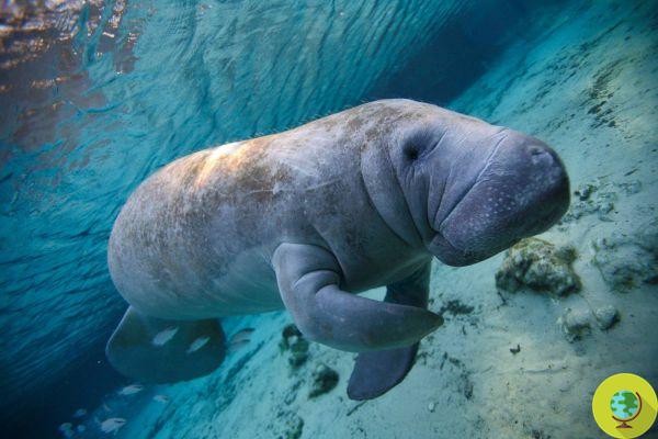 Manatees are starving, never have so many died in just two months in Florida