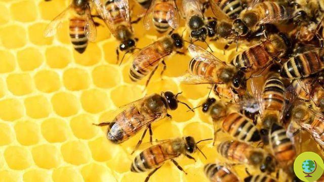 Bees recognize pesticides and seal polluted cells to save the rest of the hive
