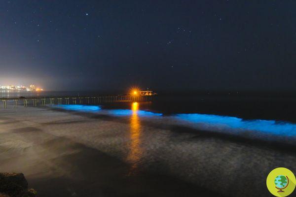 In the silence of the lockdown, the bioluminescent waves light up the nights of California: the spectacular images of the sea that lights up