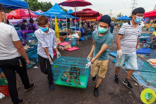 Yulin Festival: there are a few days left but it has not yet been canceled
