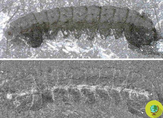 Esses fósseis minúsculos e muito antigos mantiveram seus sistemas nervosos intactos