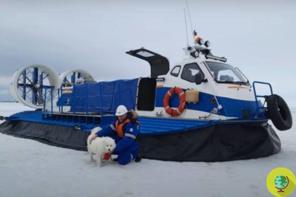 Marinheiros russos resgatam cachorro samoiedo preso na geleira do Ártico