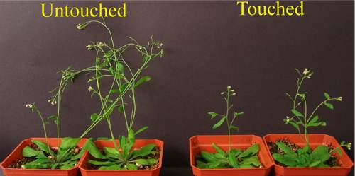Se tocadas, as plantas crescem mais e aumentam suas defesas contra parasitas!