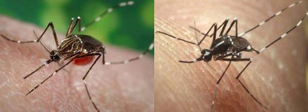 Zika: 15 cosas que debes saber sobre los mosquitos que transmiten el virus