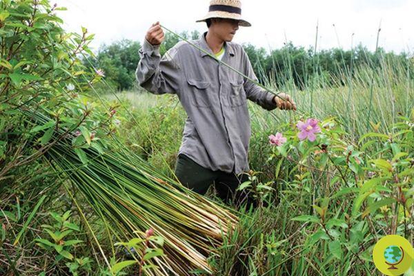 In Vietnam, biodegradable straws made from grass stems
