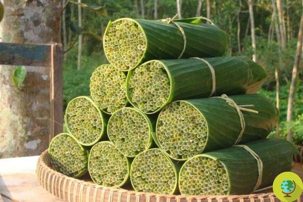 No Vietnã, canudos biodegradáveis ​​feitos de caules de grama