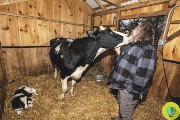 Une vache saute du camion qui l'a emmenée à l'abattoir et donne naissance à son veau