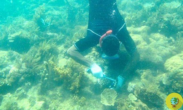 Mulheres quenianas que salvaram o recife de coral com um projeto de restauração