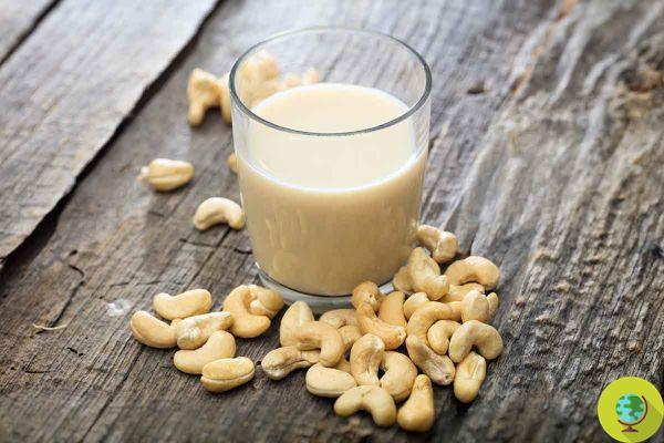 Haz leche de marañón, todos los beneficios inesperados de la receta india
