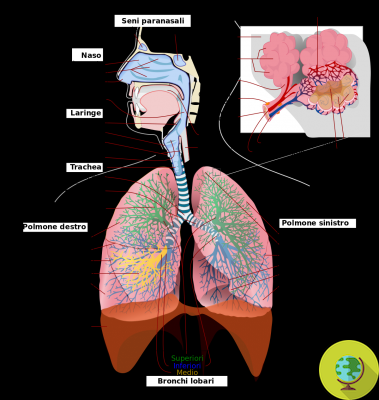 How to improve the functioning of the respiratory system with the help of plants