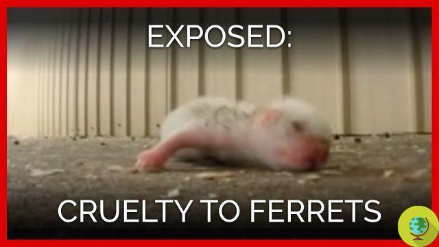 Ferrets: Peta shock video reveals abuse in enclosures