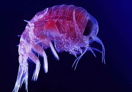 Poluição oceânica: microplásticos também nas fezes de plâncton