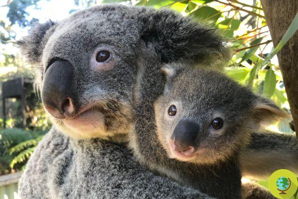 The sweetest images of nine baby koalas born after the fires in Australia