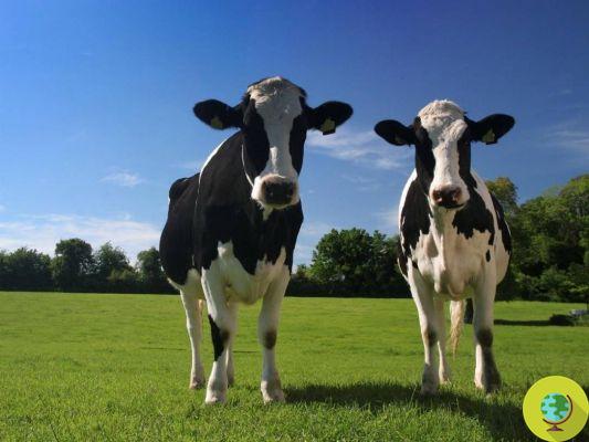 Algae in the feed of cows: this reduces 99% of methane emissions