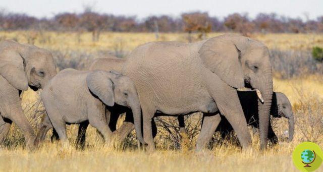 CITES concorda com elefantes: a derrogação para o comércio de marfim foi rejeitada