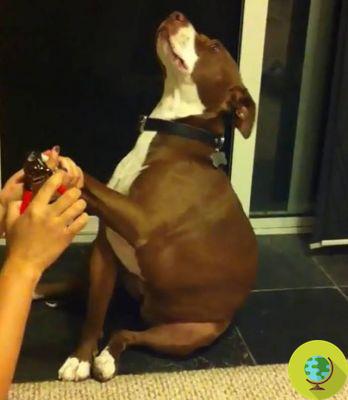 The hilarious video of the dog pretending to faint so as not to have his nails cut