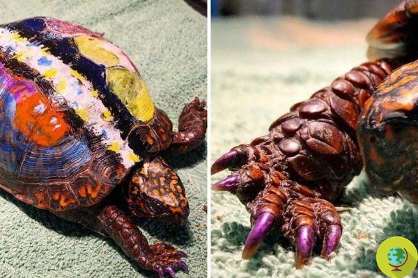 Absurd, this turtle was painted by children during an environmental protection project