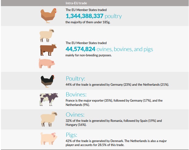 Étonnamment, l'UE est le premier exportateur mondial d'animaux vivants