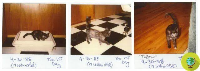 Tiffany, la gata más vieja del mundo