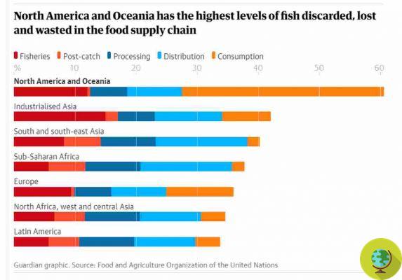 Millones de toneladas de pescado capturado arrojadas al mar muertas, el escándalo oculto del desperdicio de pescado desperdiciado