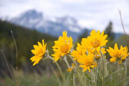 Arnica and devil's claw: properties and uses