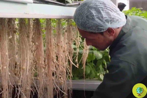 Cómo cultivar papas en el aire para aumentar su rendimiento en 10 veces