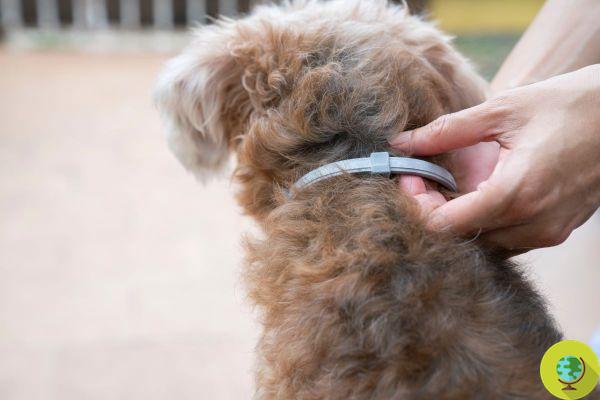 Colliers antiparasitaires pour chiens, les remèdes naturels sont-ils vraiment efficaces ? La réponse des vétérinaires