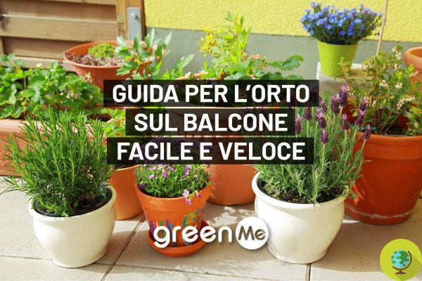 Toutes les astuces pour jardiner sur le balcon (et lutter contre le stress). Téléchargez le guide !