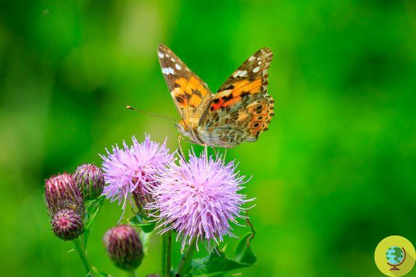 Millions of colorful butterflies are flying to Britain