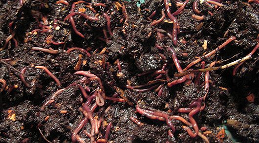 Vermiponia: quando o cultivo hidropônico encontra as minhocas