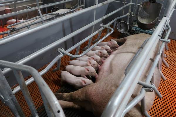 Pig Hotels: in China, intensive pig farming in high-rise buildings up to 13 floors