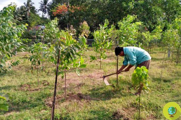 El ingeniero que creó 20 minibosques plantando 100 árboles en aldeas indias