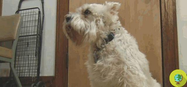 Sissy, le chien qui s'enfuit de chez lui et se rend à l'hôpital pour chercher le propriétaire (VIDEO)