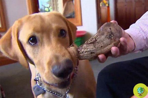 Scout, the archaeologist dog who discovered a 13-year-old woolly mammoth tooth