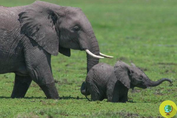 Muitos elefantes no Botswana, mas existe uma solução alternativa para o abate