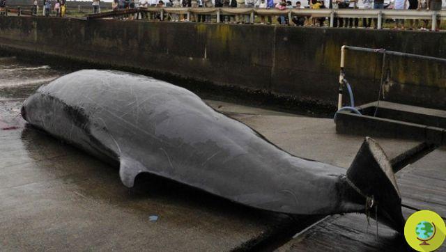 En Japón reabre la caza comercial de ballenas por tercer año consecutivo