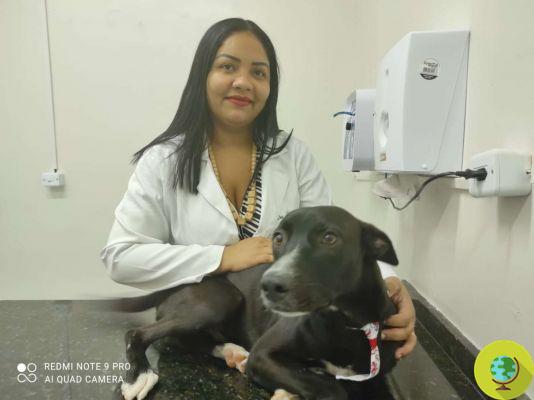 Injured dog seeks help by himself upon entering the vet. Now a new family is being sought for him