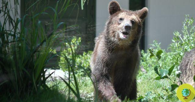 Identified the bear that allegedly attacked two men in Trentino: risks being killed